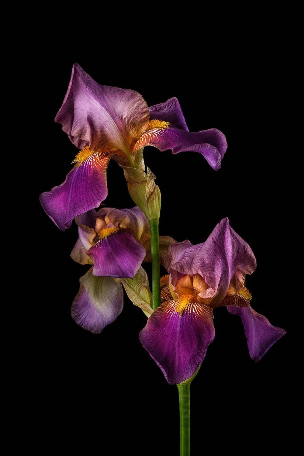 цветы, цветок, флора, природа, ирисы, лепестки, цвет, черный, ЯR Ольга