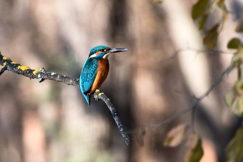 Alcedo atthis