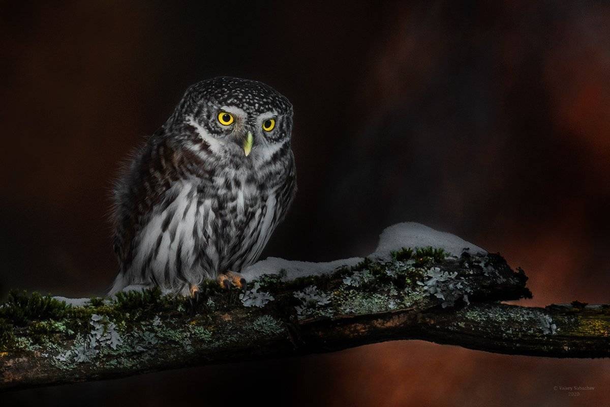 , Валерий Субачев