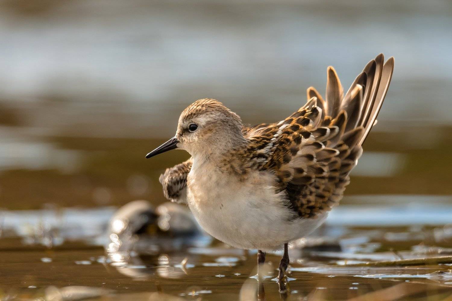 контровый свет,Кулик-воробей,Calidris minuta,песочник,кулик, вода, мель, Москва река, птицы Подмосковья, пролётные птицы, Ксения Соварцева