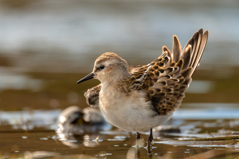 контровый свет,Кулик-воробей,Calidris minuta,песочник,кулик, вода, мель, Москва река, птицы Подмосковья, пролётные птицы Маленький, но заметный фото превью