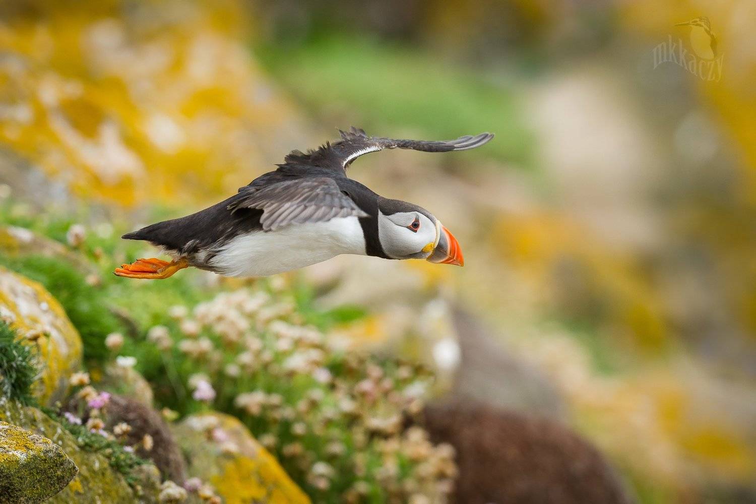 , Marcin Kaczmarkiewicz