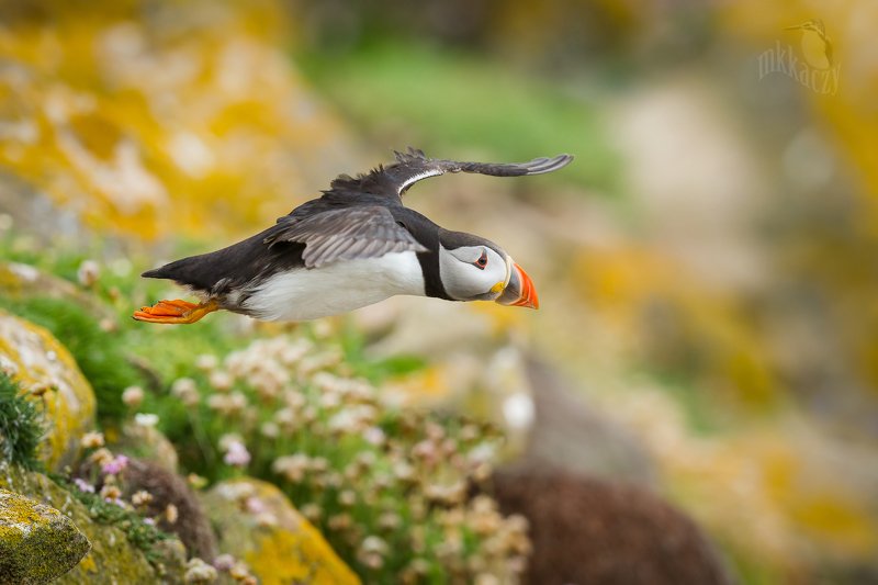 mix of colors фото превью