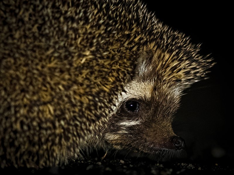 Indian hedgehog, GRK, Gujrat, nocturnal A cute ball of thorns  фото превью