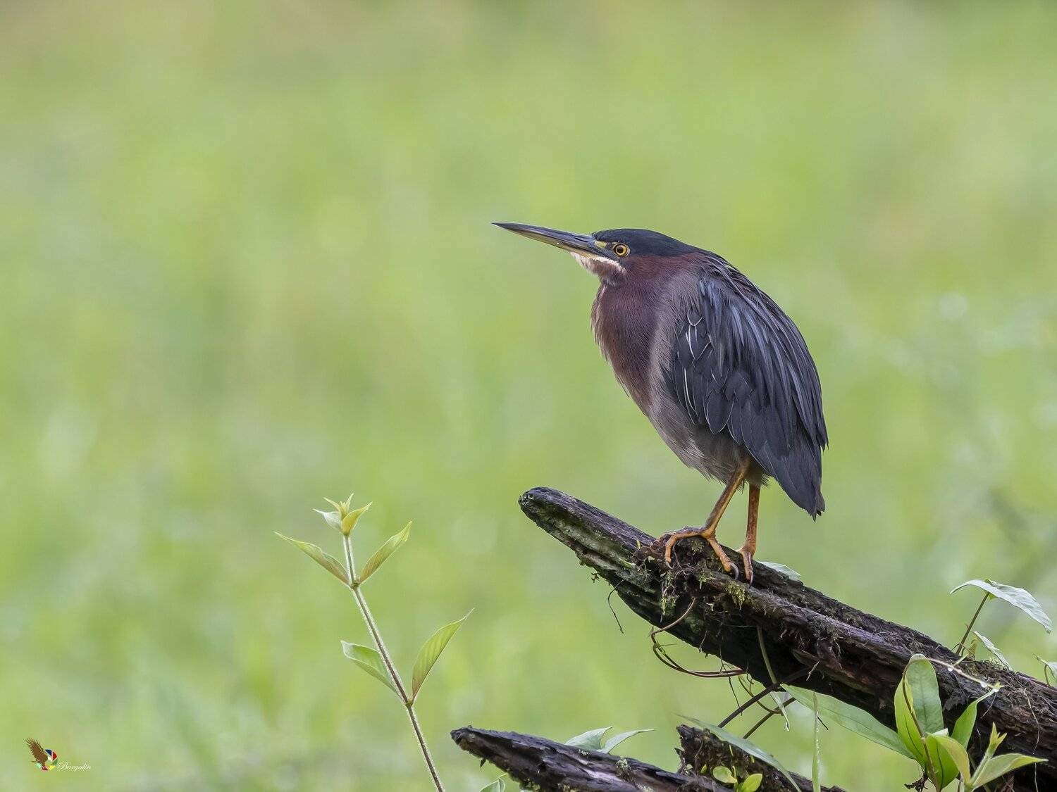 , Fernando Burgalin Sequeira