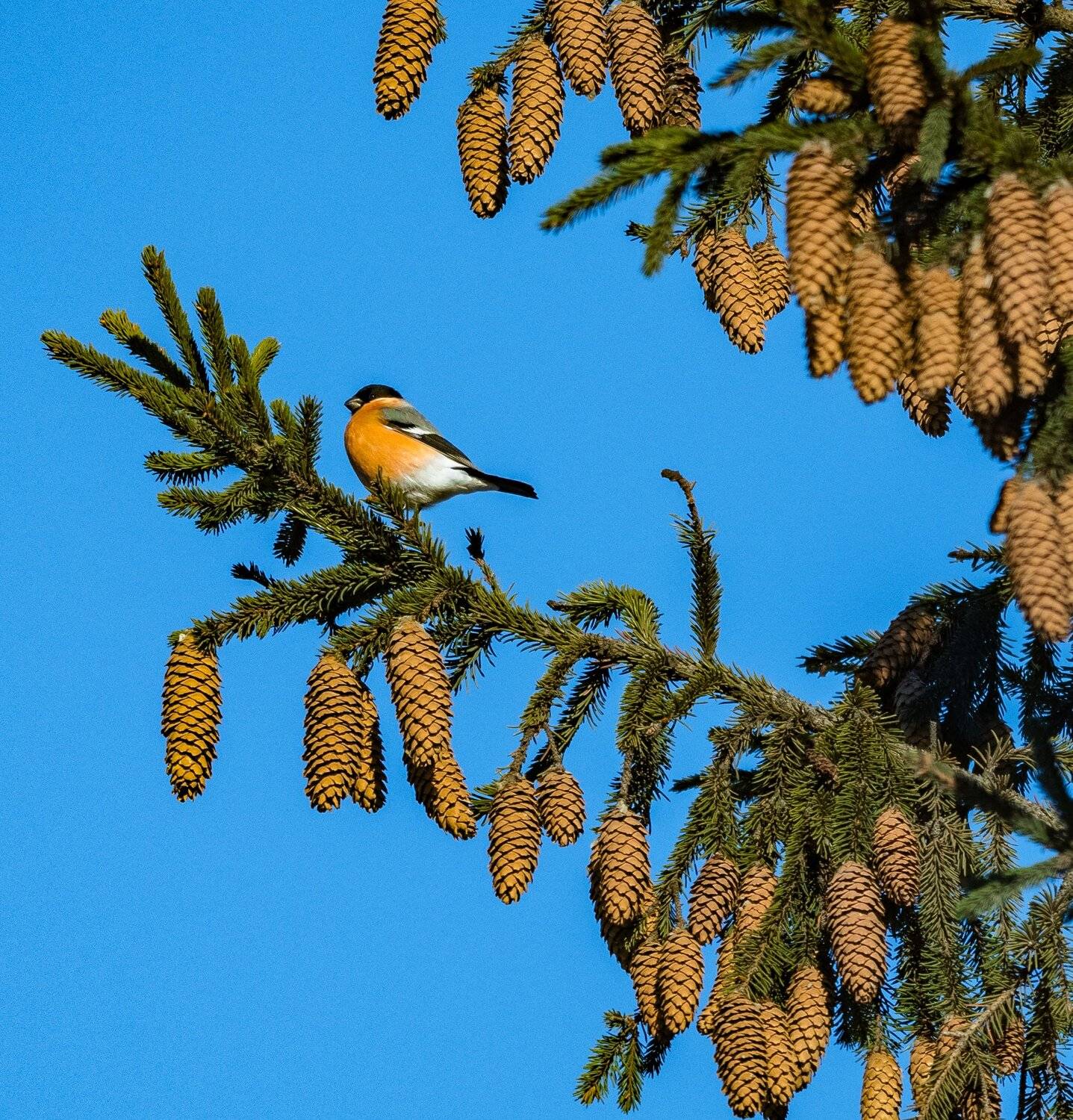 , Курлянцев Алексей