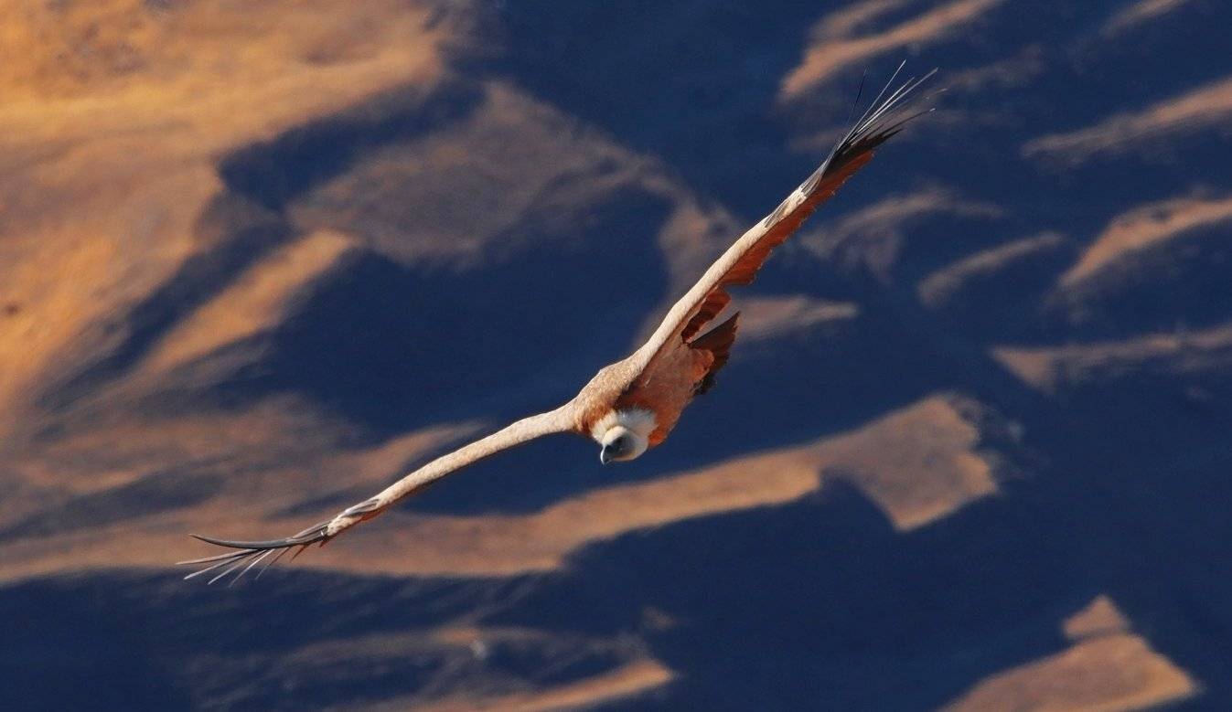 гриф,белоголовый сип,горы,вершины,пейзаж,небо,деревья,дагестан,природа, Marat Magov