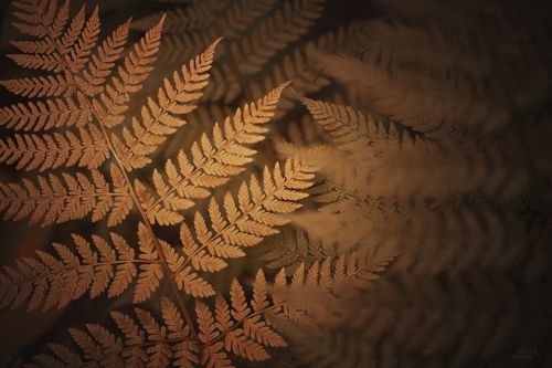 Золотой папоротник