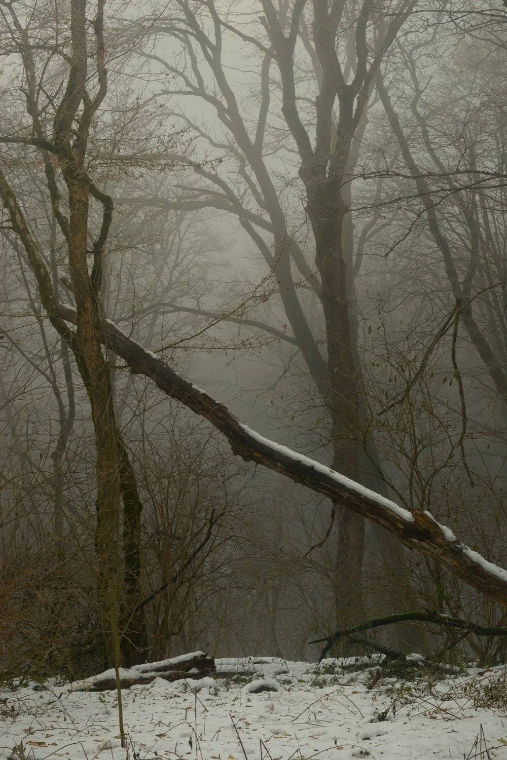 зима туман лес утро, Александр Жарников