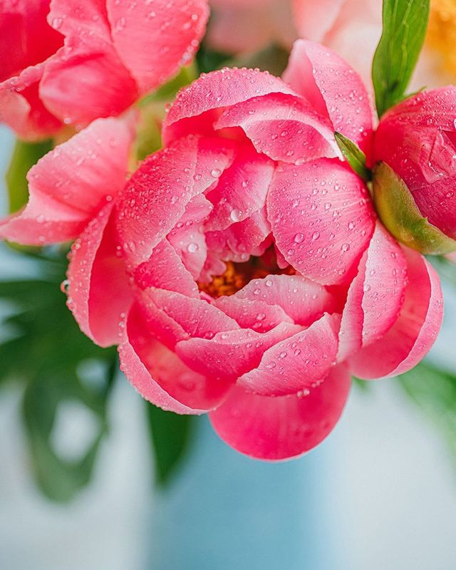 лето, пионы, свет, розовый, желтый, букет  фото превью