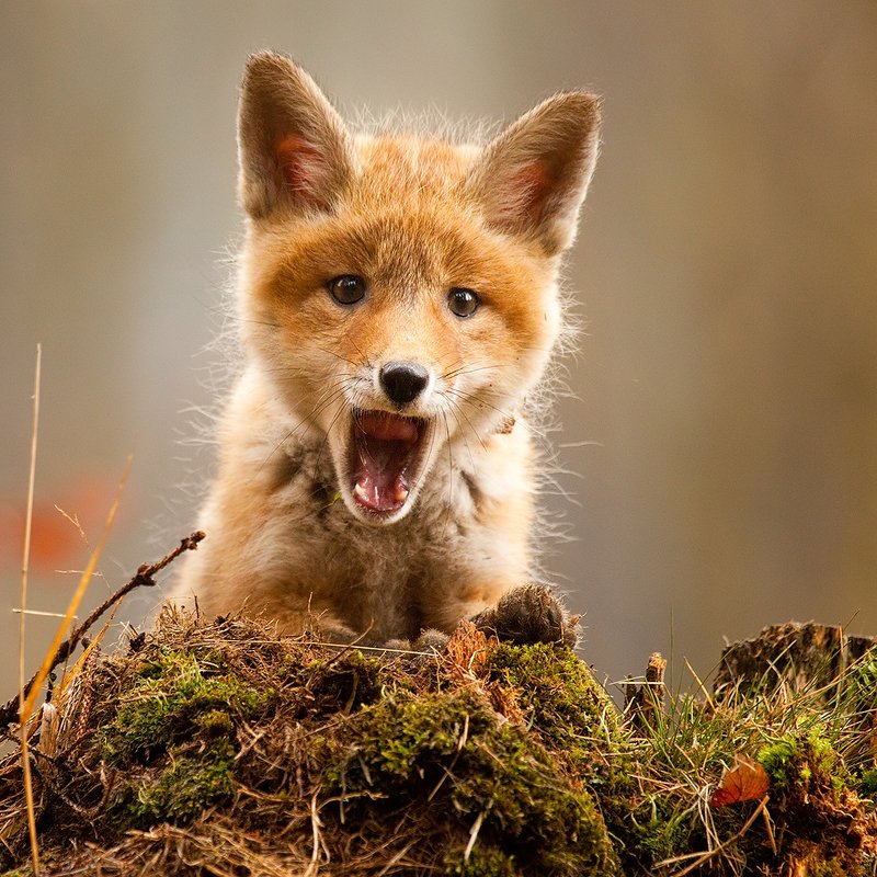 Fox фото превью