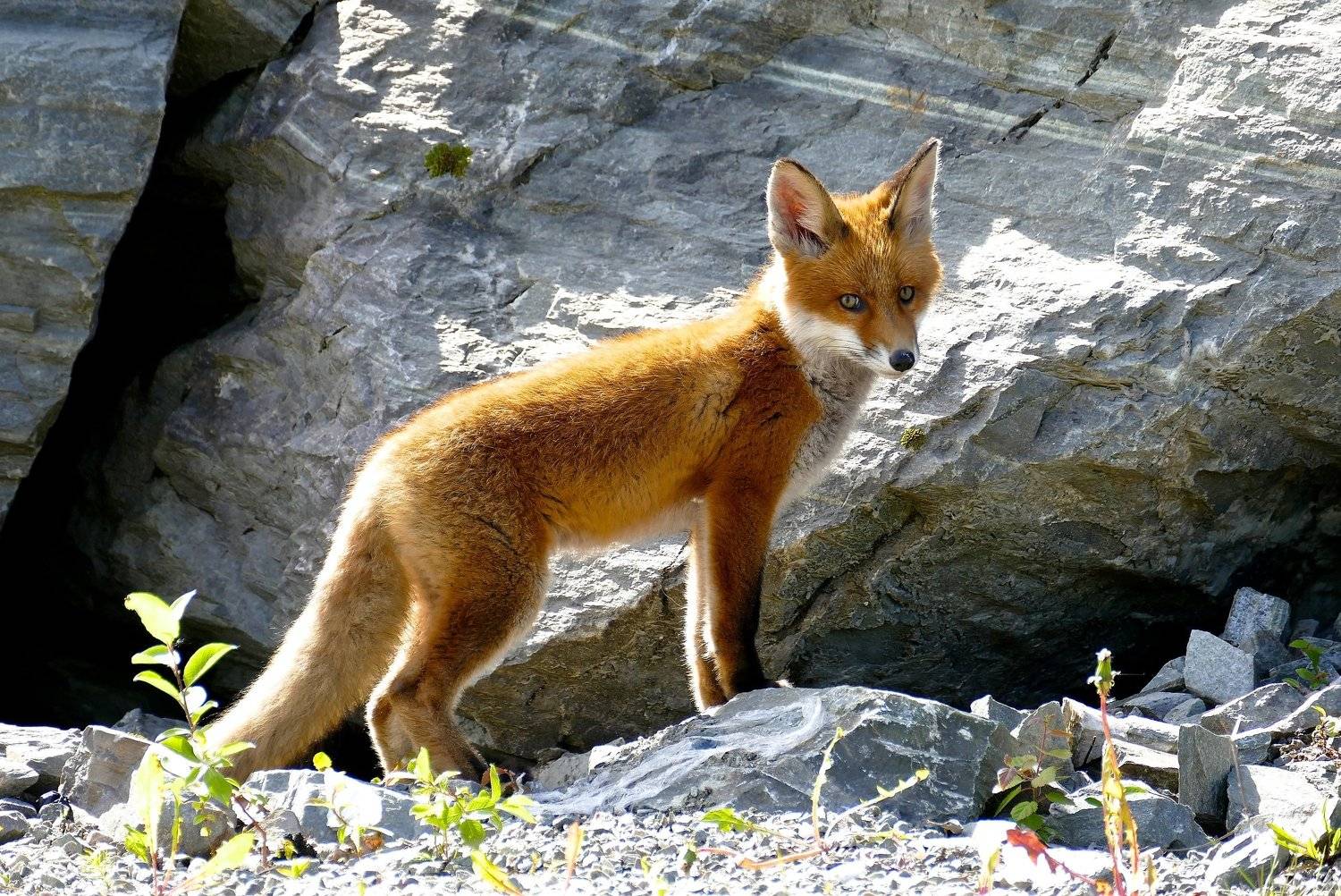 animals, fox, colorful, nature, stone, sunlight, look, wildlife, животные, лиса, природа. , Svetlana Povarova Ree