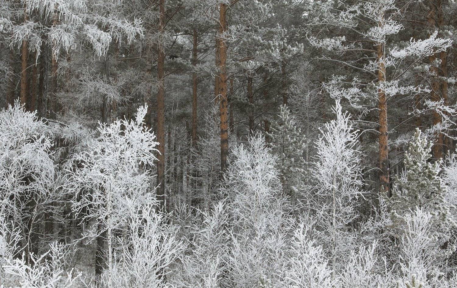 Зимний лес иней куржак , Андрей Таничев
