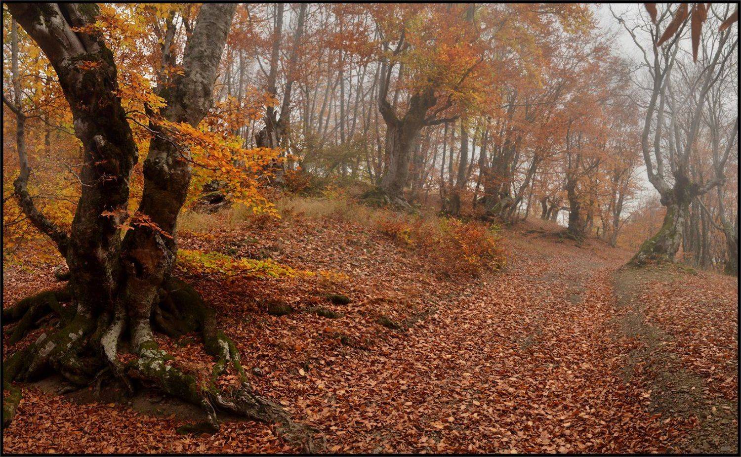 , Владимир Метцгер