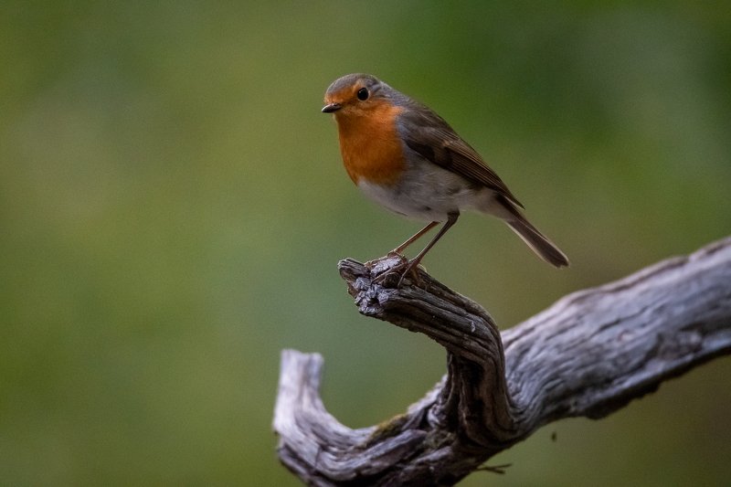 robin;sparrow;bird;drinkstation;france; Robin at drinkstation фото превью