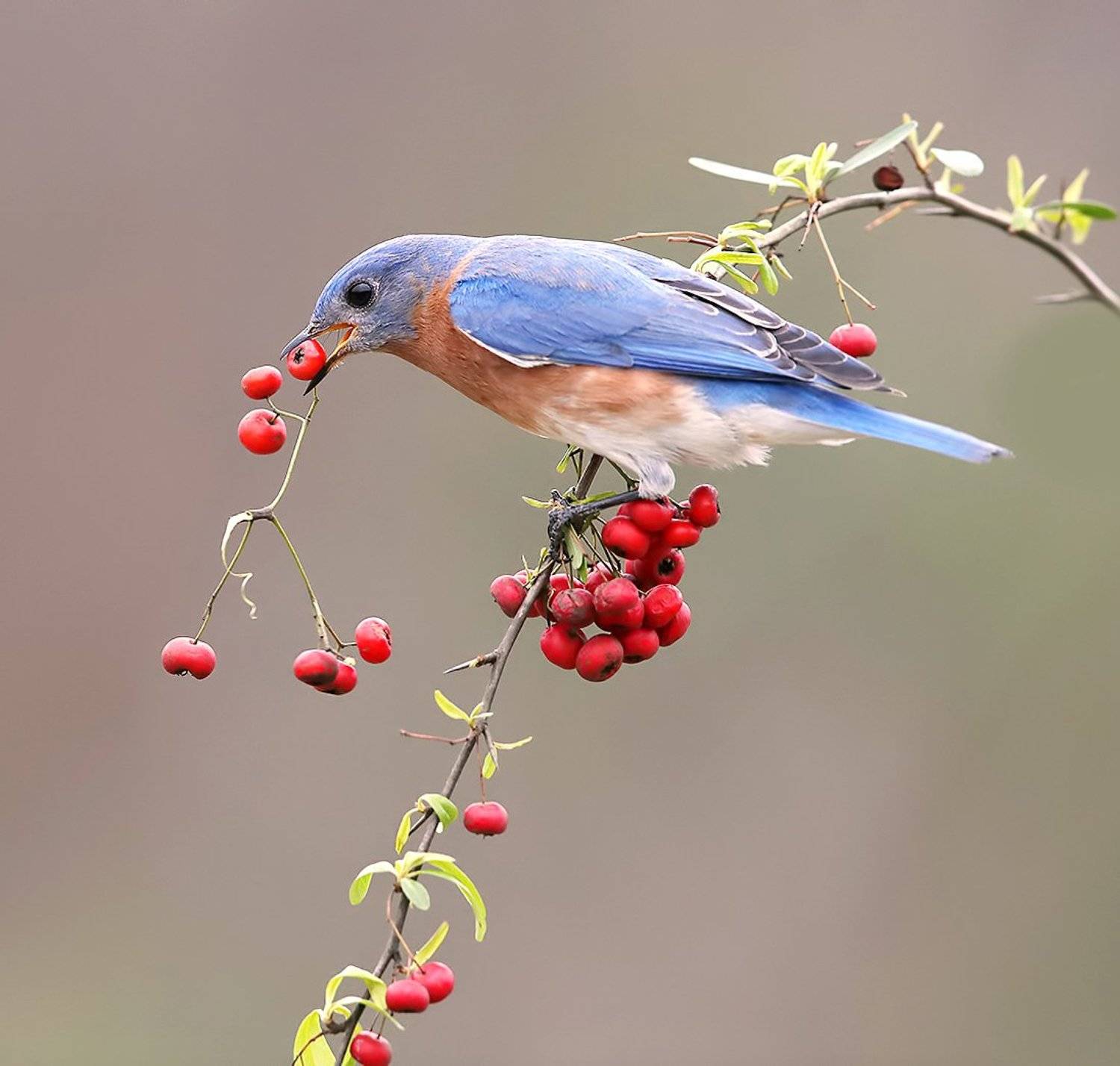восточная сиалия, eastern bluebird,bluebird, Elizabeth Etkind