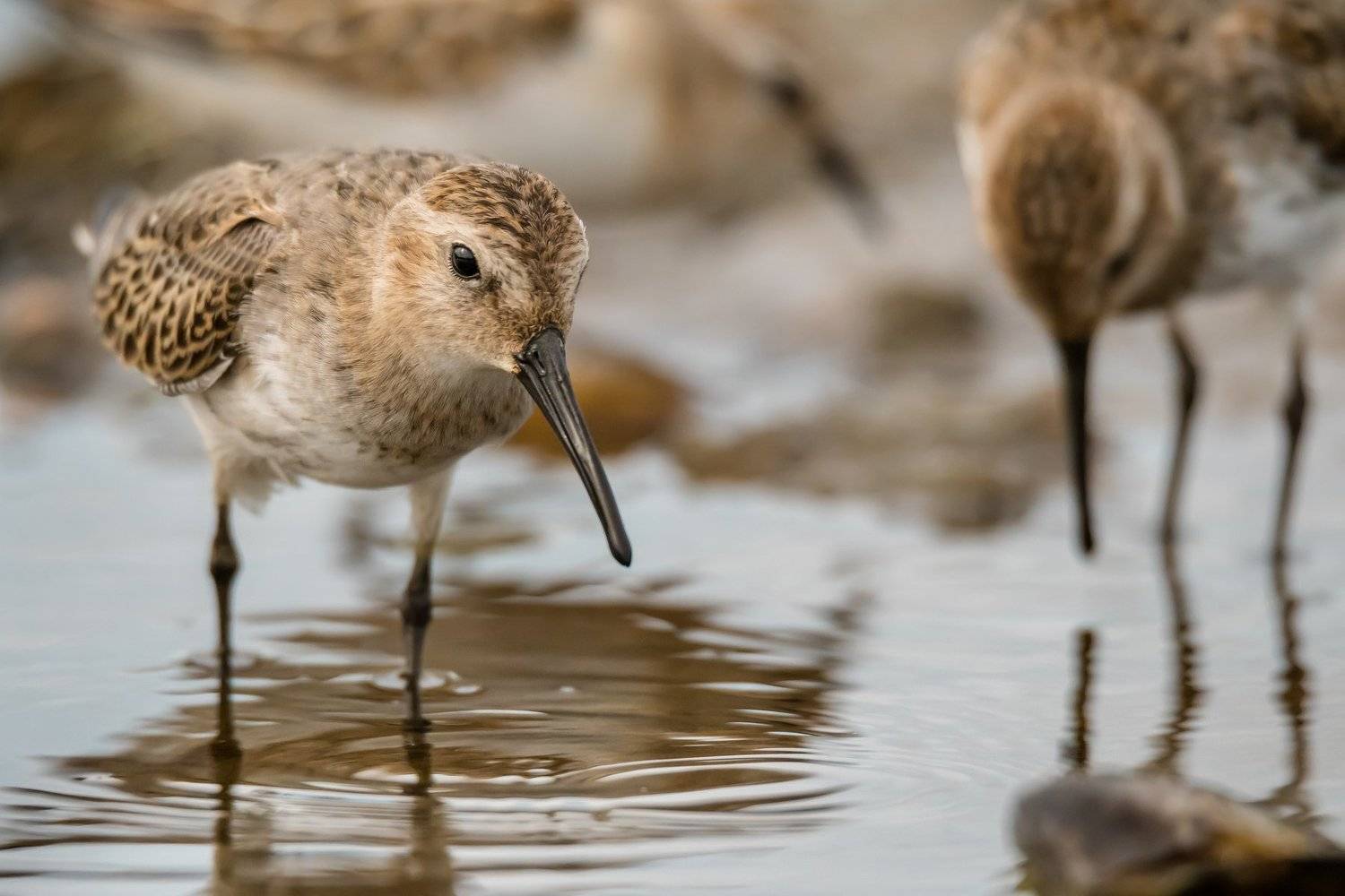 кулики, круги, вода, разводы, мель, Москва река, птицы Подмосковья, пролётные птицы, чернозобик, Calidris alpina, Ксения Соварцева