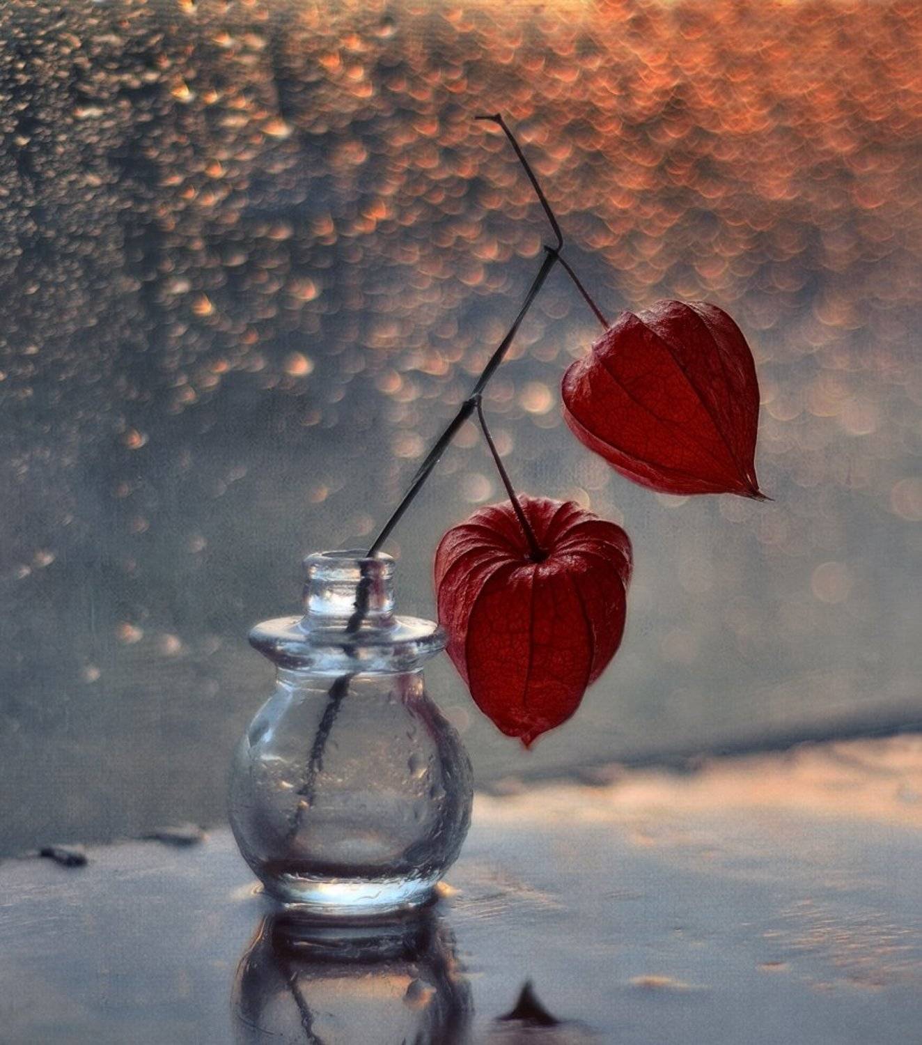 натюрморт,цветы,физалис,осень,дождь,боке, Наталия К