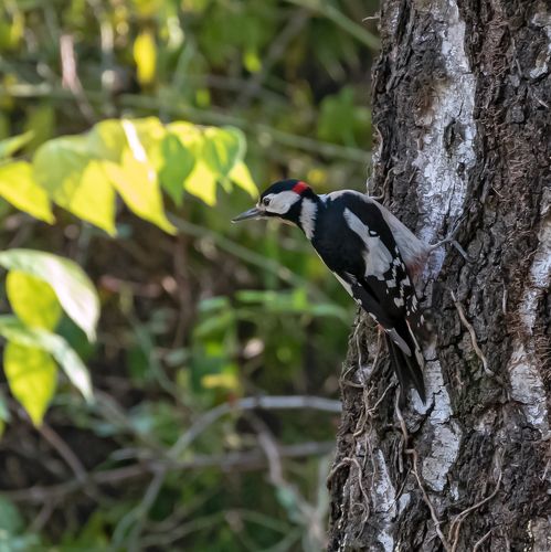 Пестрый cанитар