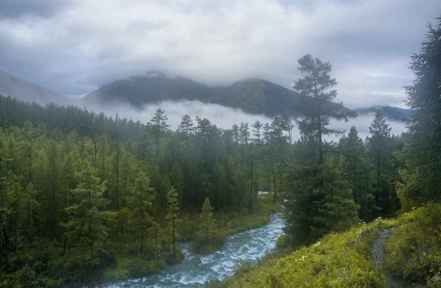 россия, горный алтай, река куйгук,июль,утро,туман, Андрей Поляков