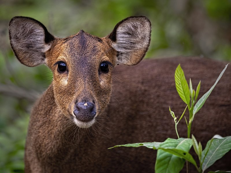 Indian Hog Deer, Kaziranga The Anticipation... фото превью