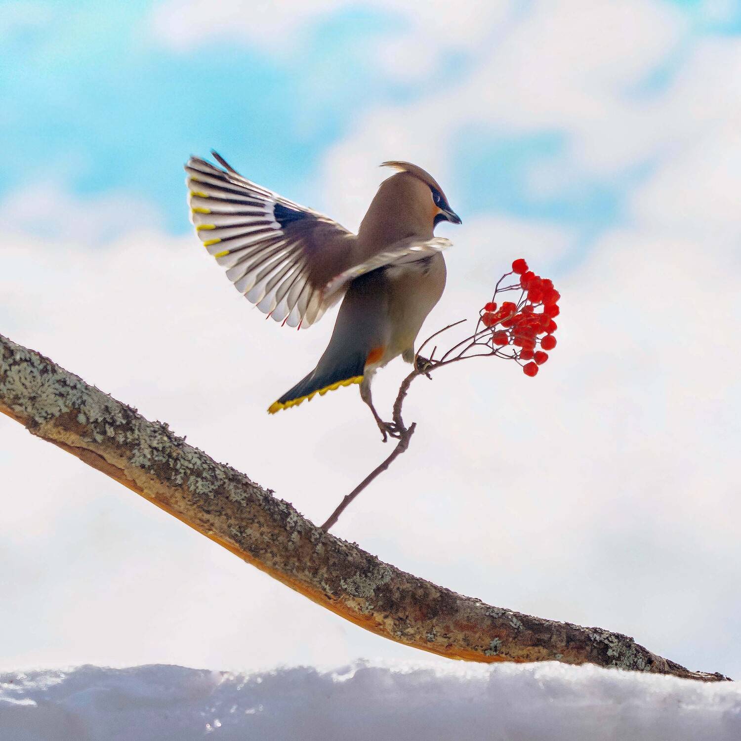 свиристель., Михаил Белоусов