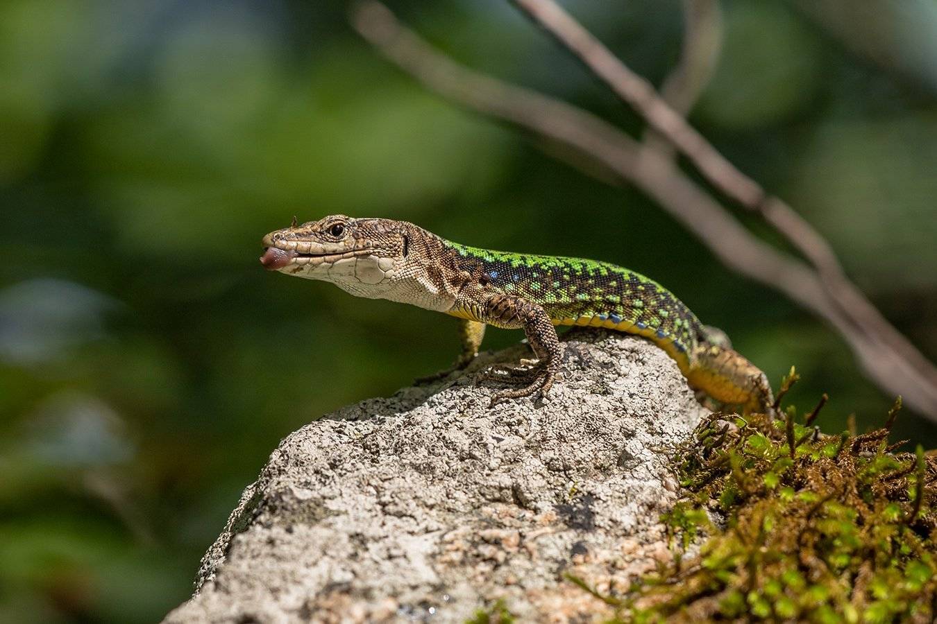 , Илья Михеев