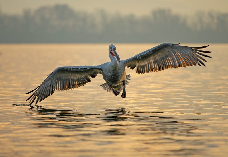 #dalmatian pelican #pelecanus crispus Dalmatian pelican фото превью