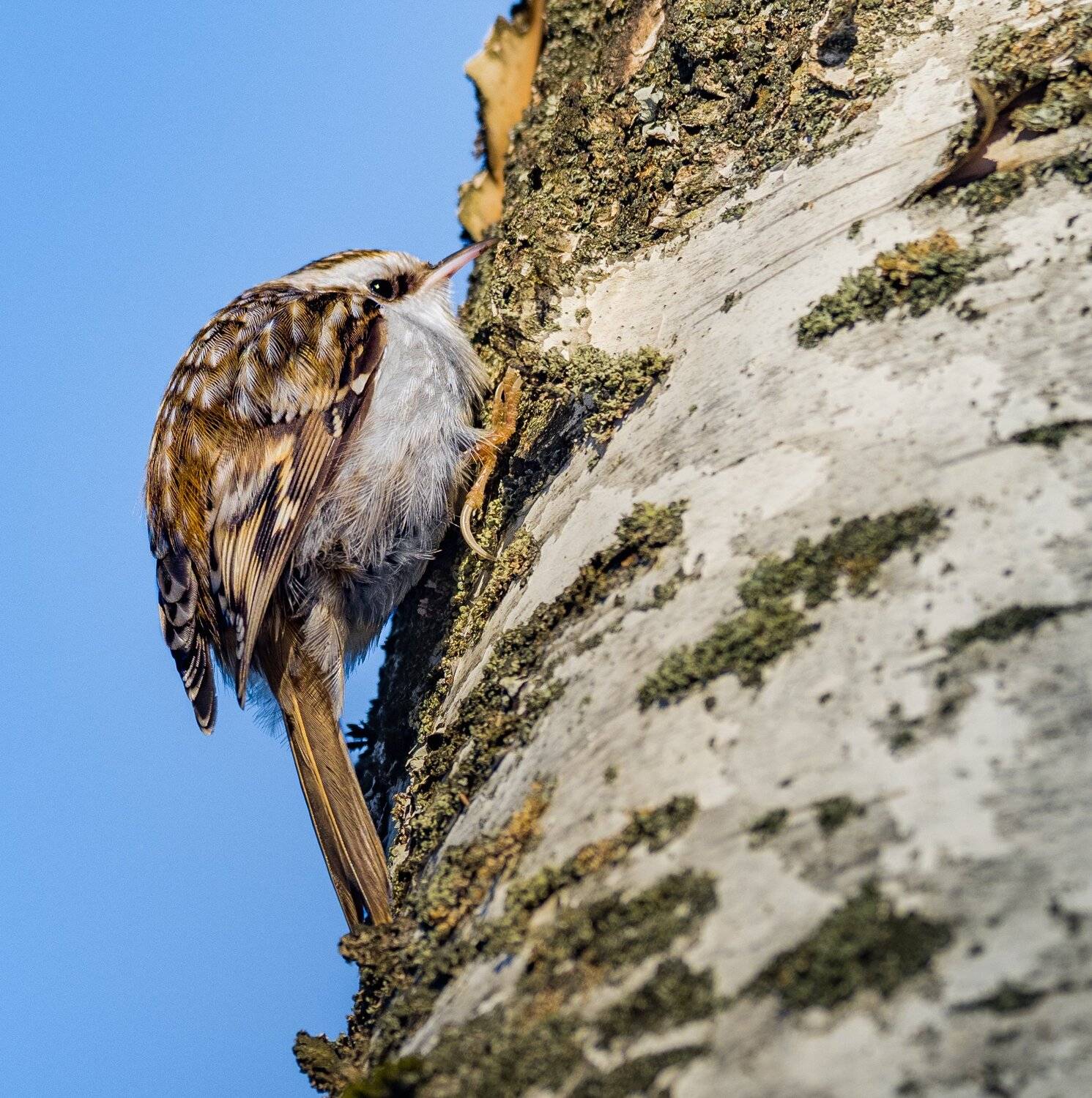 , Курлянцев Алексей