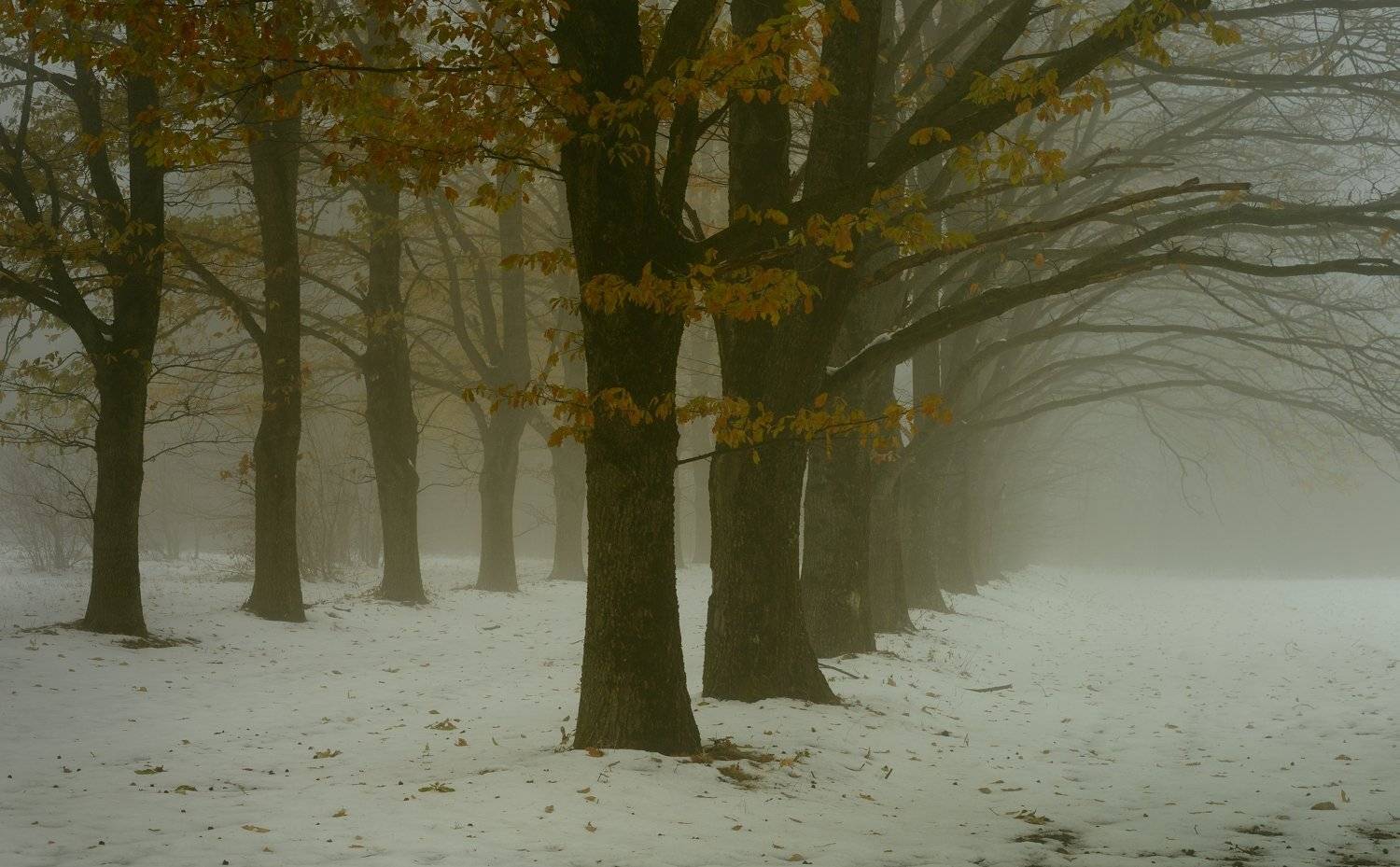 зима туман утро, Александр Жарников