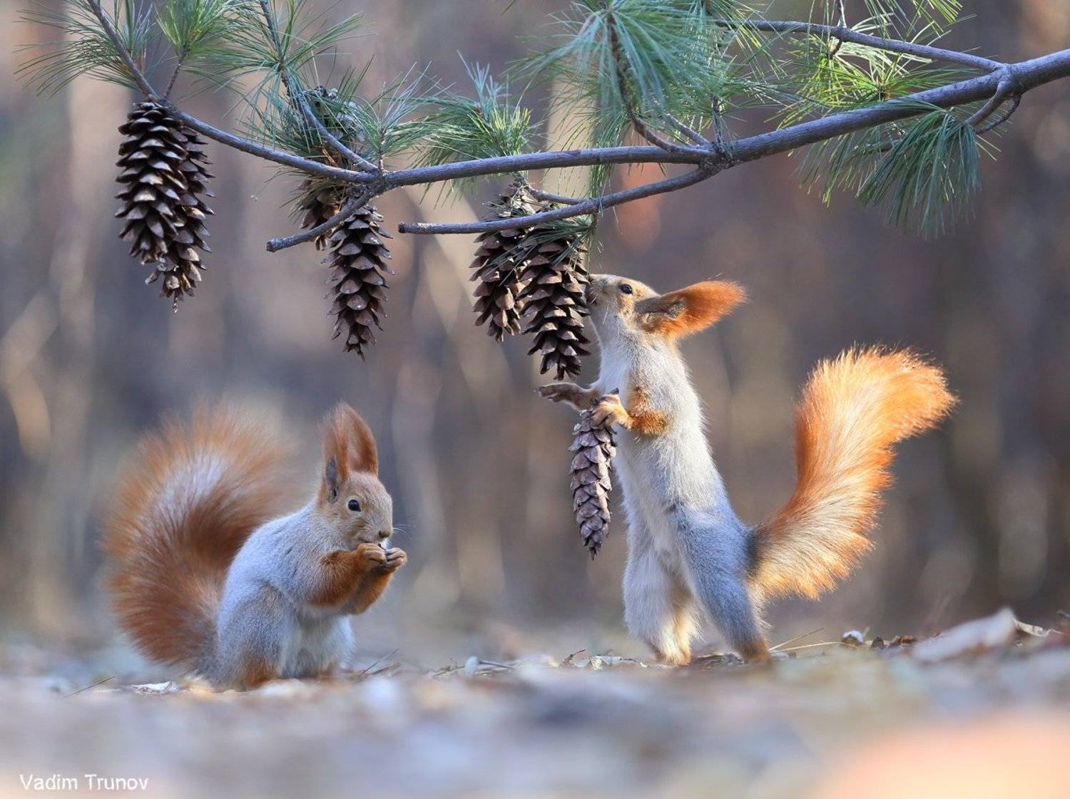 белка, шишки, Вадим Трунов