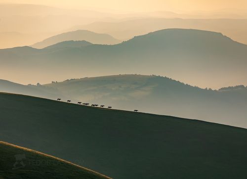Лошади в горах