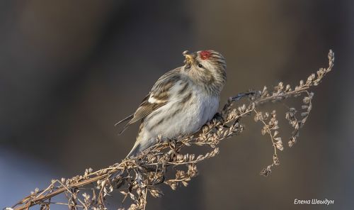 Arctic redpoll