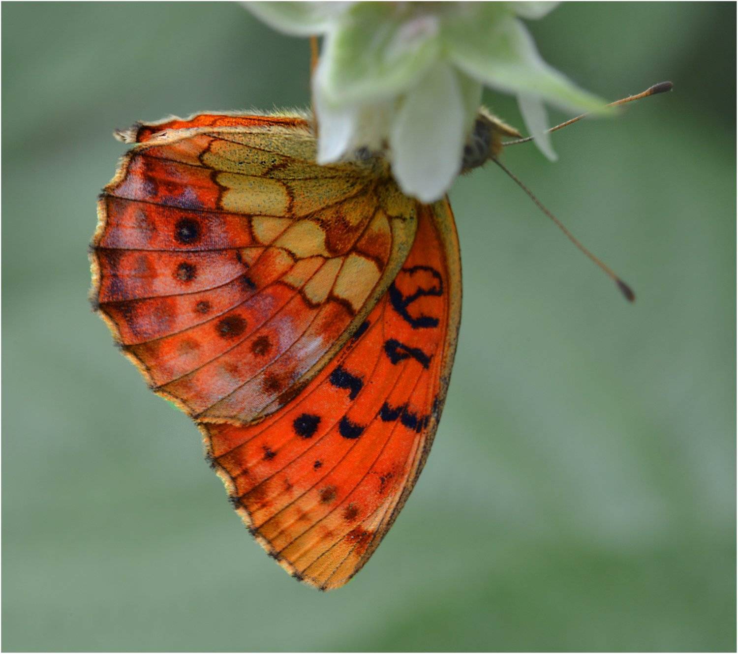 , Владимир Краснов