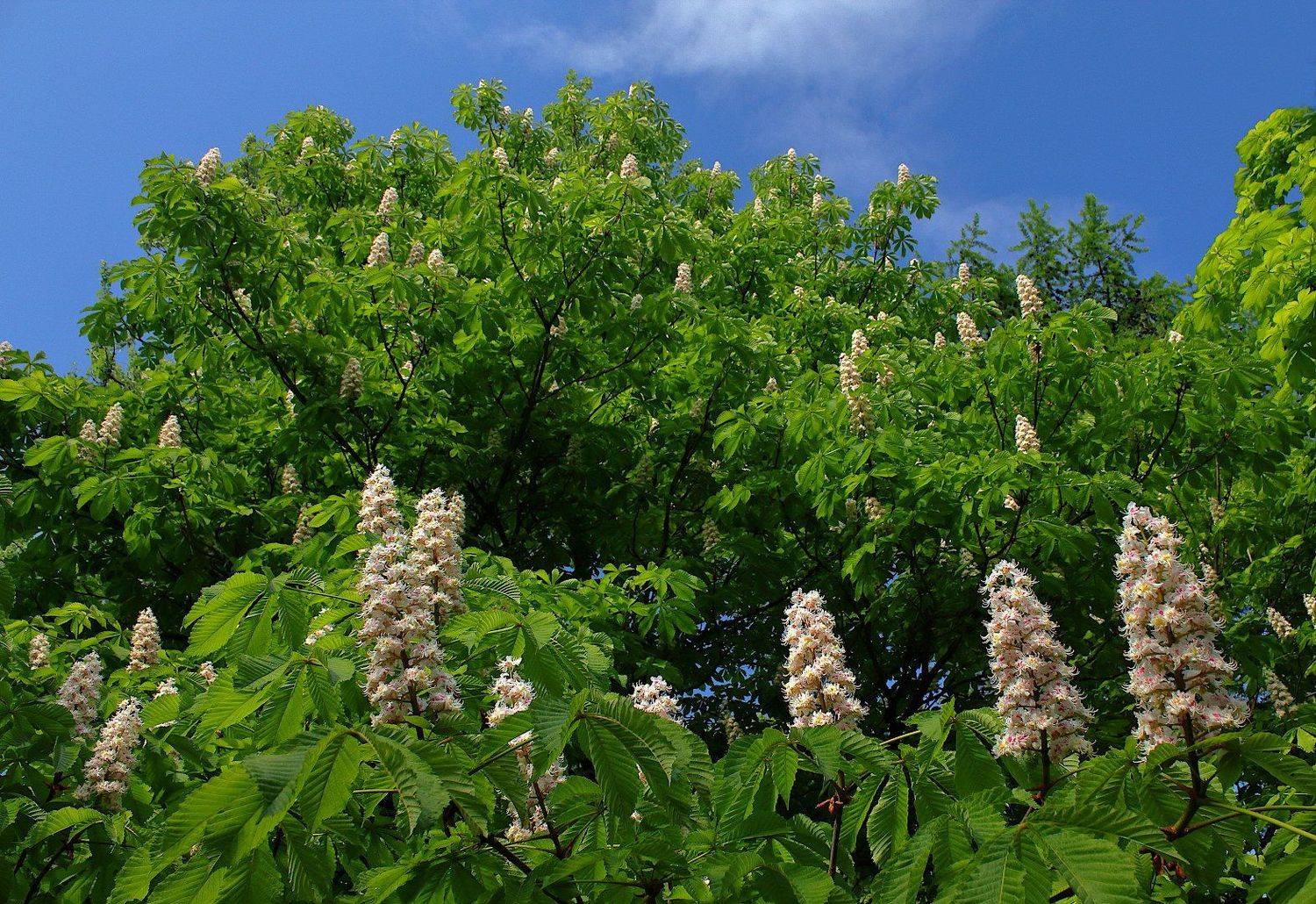 лето, Александр Зорин
