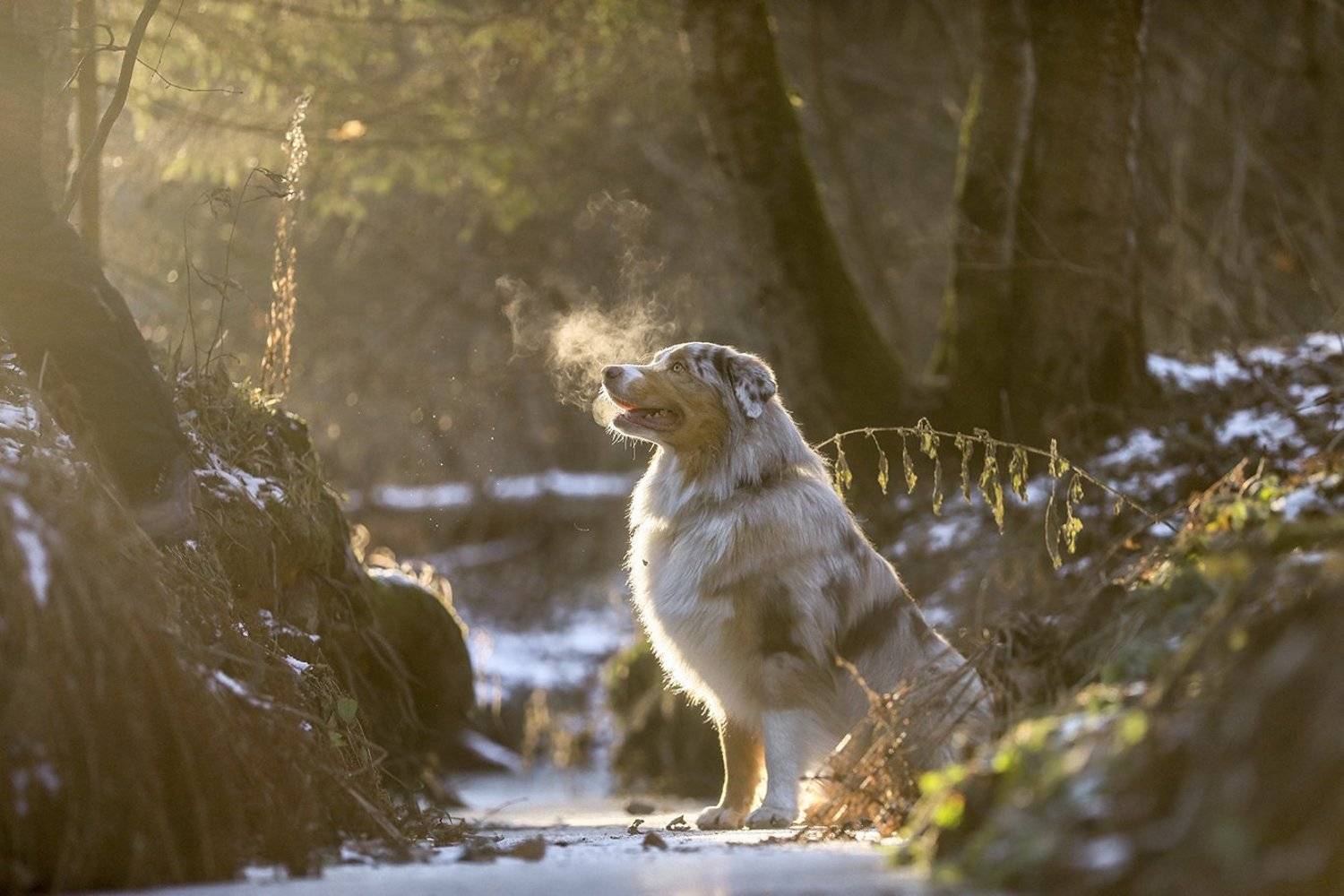 , Андрей Ершов