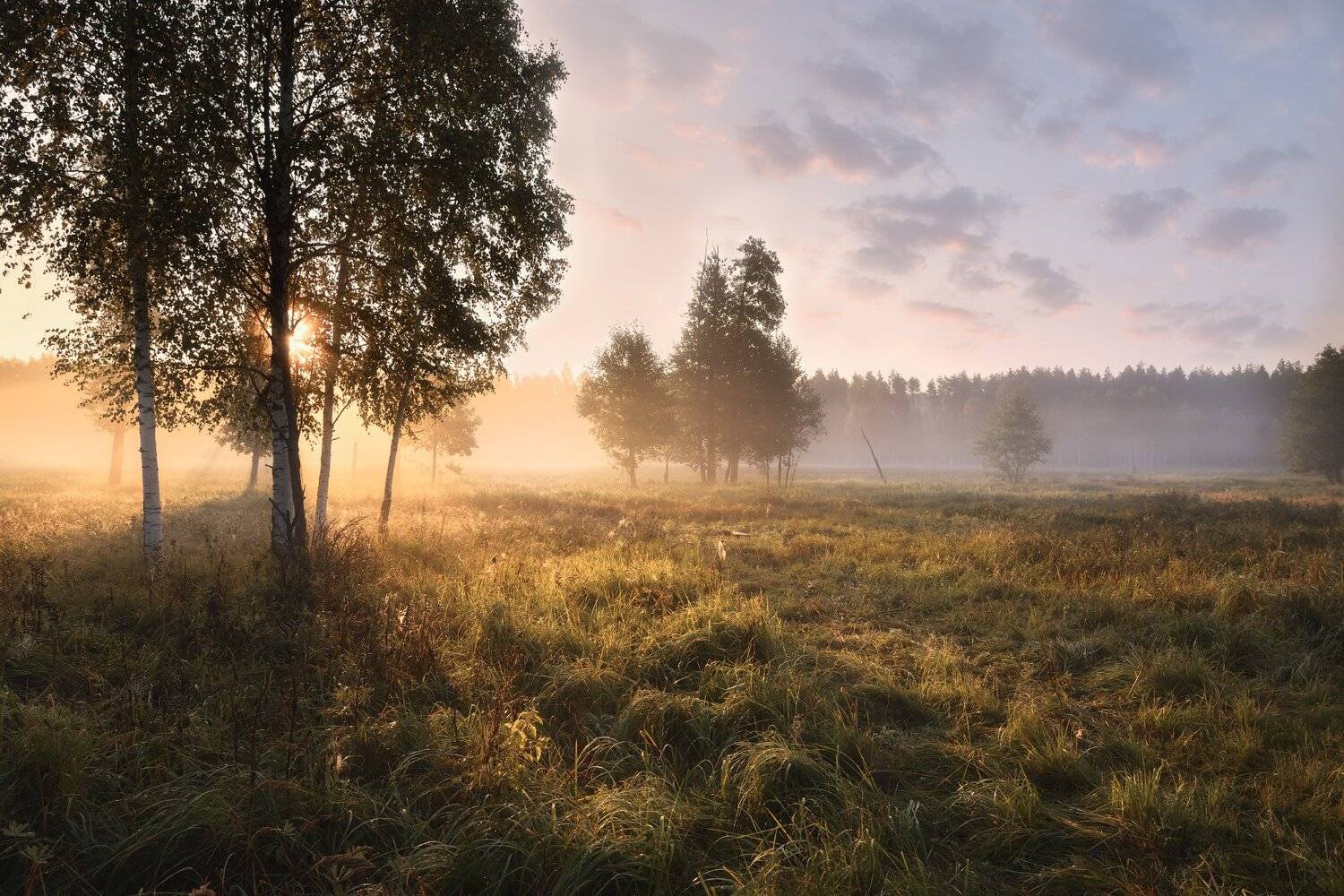 утро,рассвет,туман,лес,свет,солнце, Виталий Полуэктов