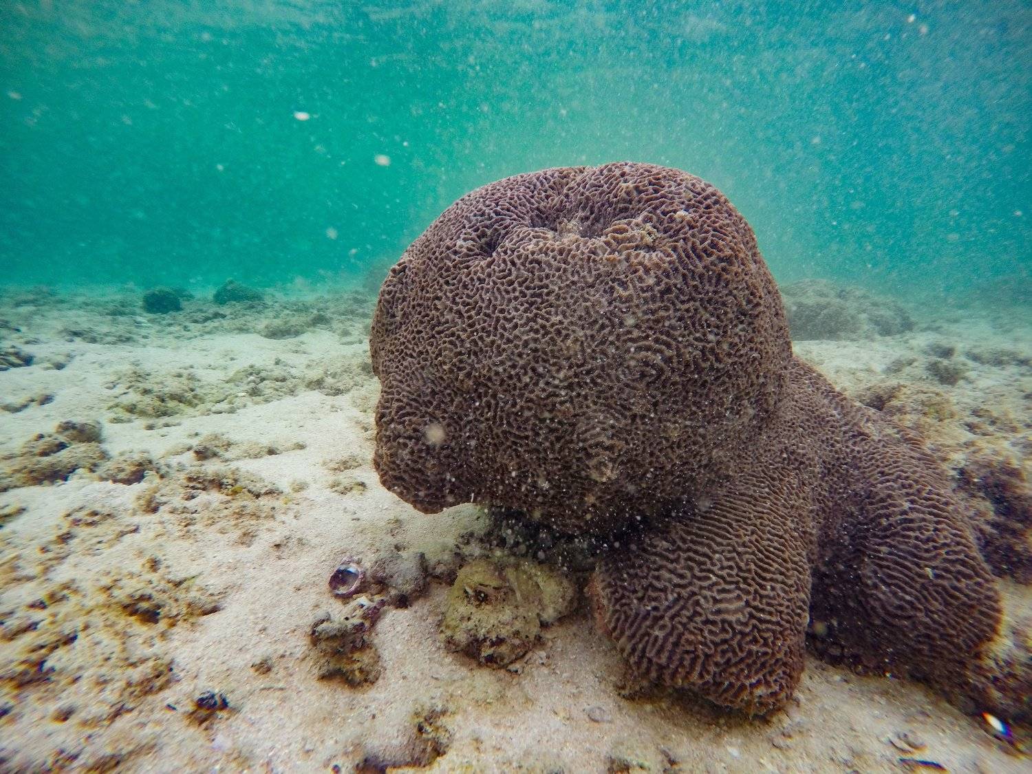 , Farshad Yazdankhah