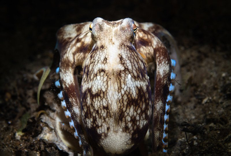 Coconut Octopus | my insta @uw.art фото превью
