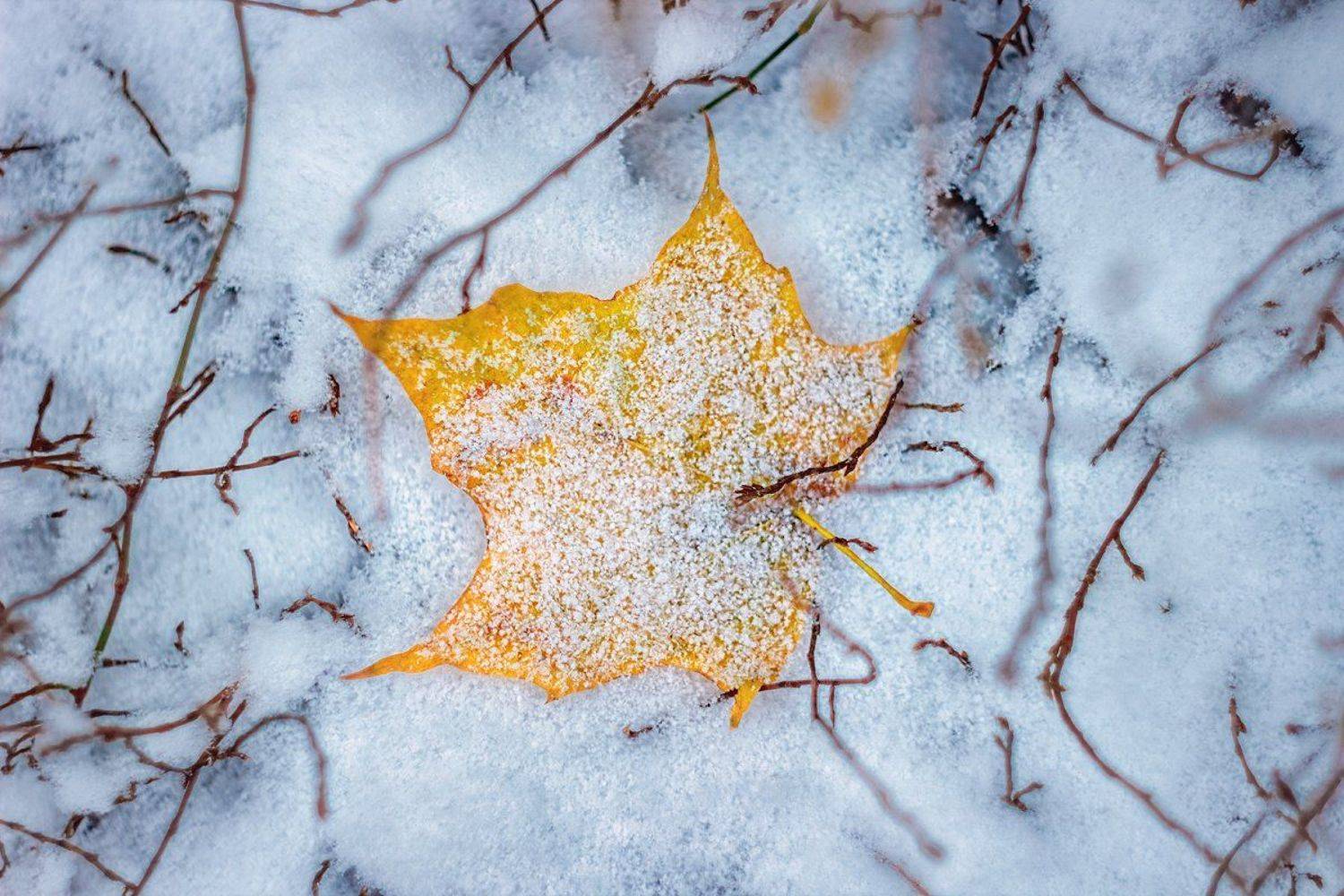 helios-44m, manual lens, мануальная оптика, beautiful, красивый, moment, момент, nature, природа, winter, зима, зимняя, leaf, лист, snow, снег, snowy, снежно,, Наталья Терентьева