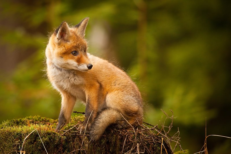 Fox фото превью
