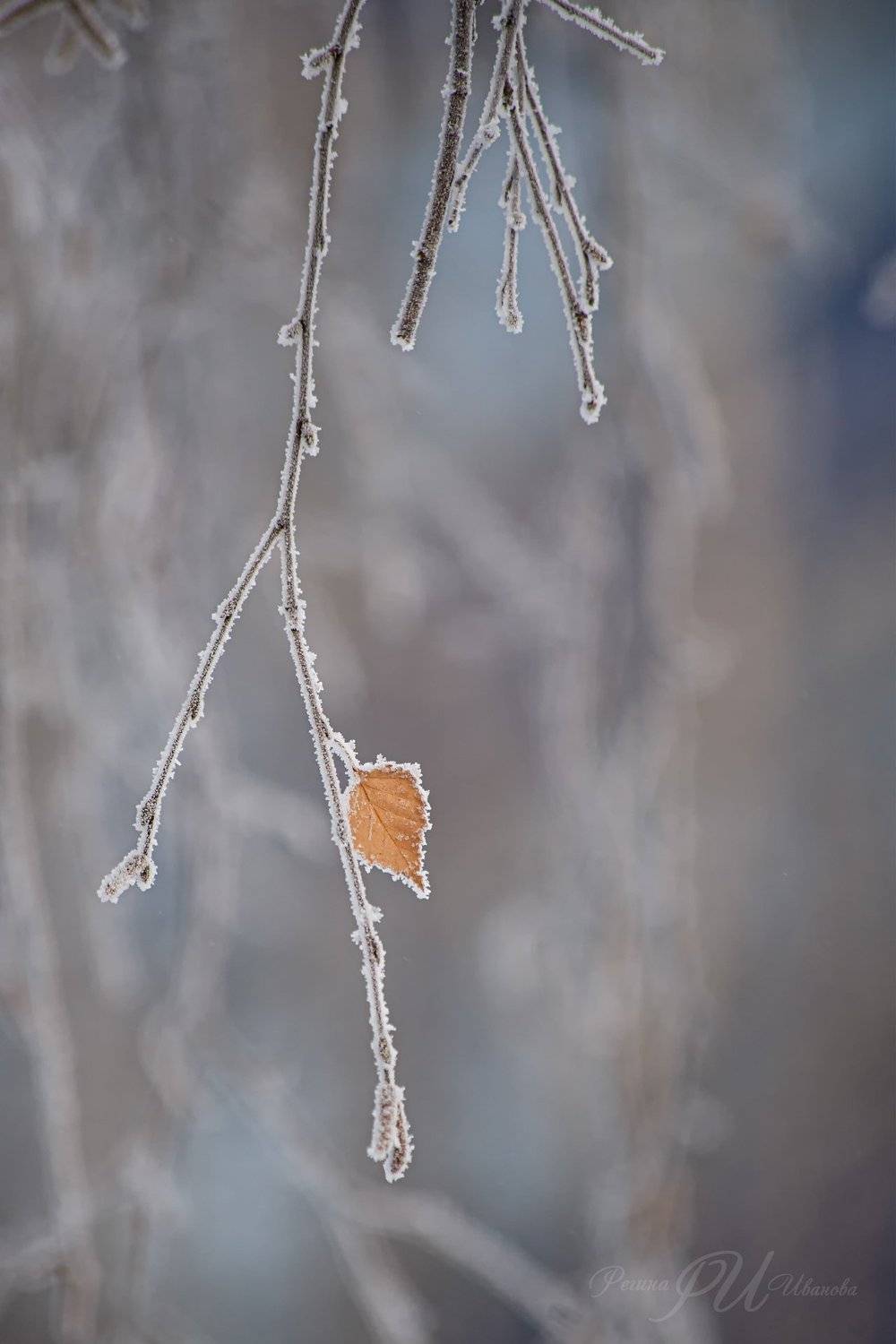 , Иванова Регина