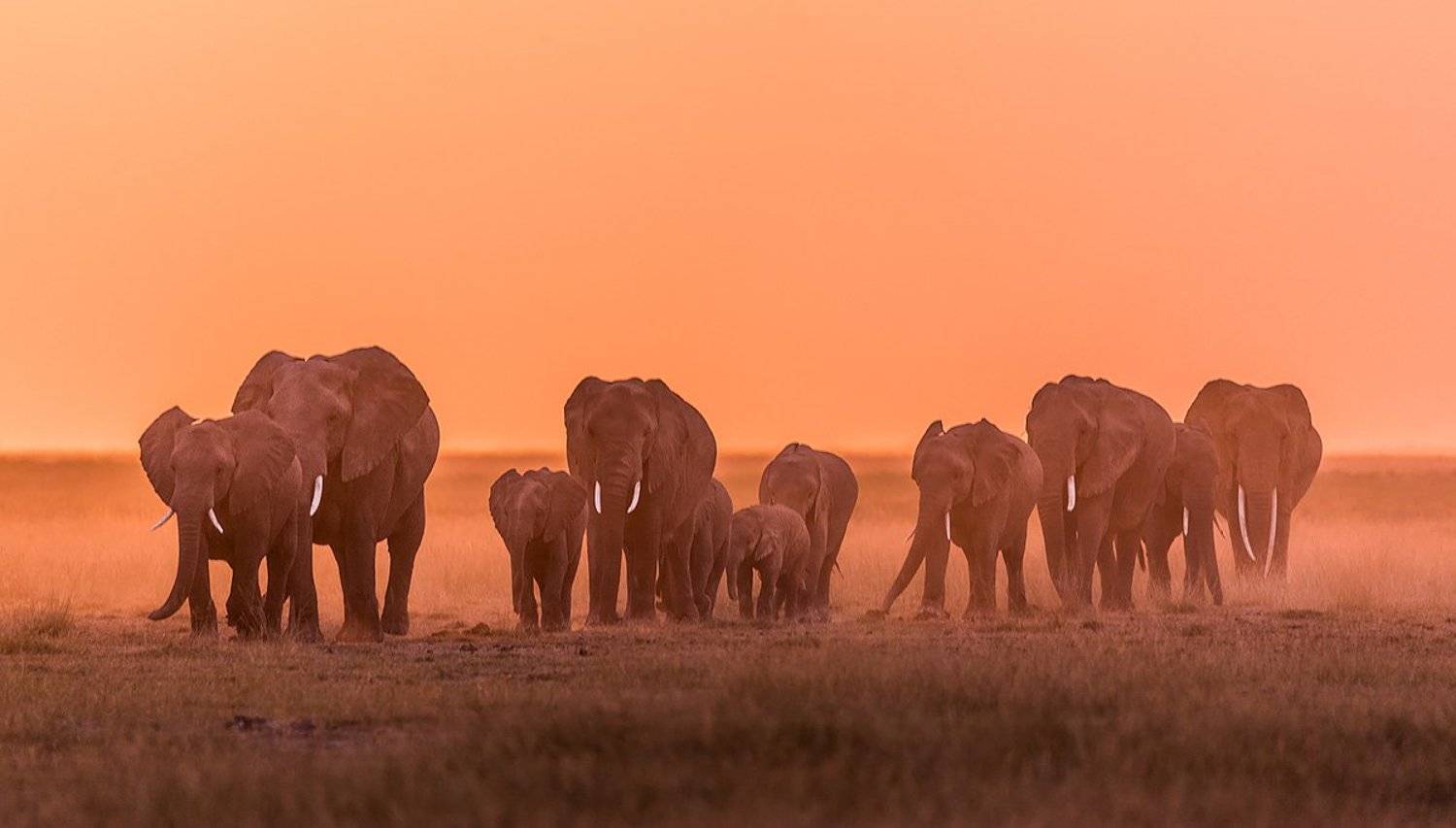 , Сергей Савви