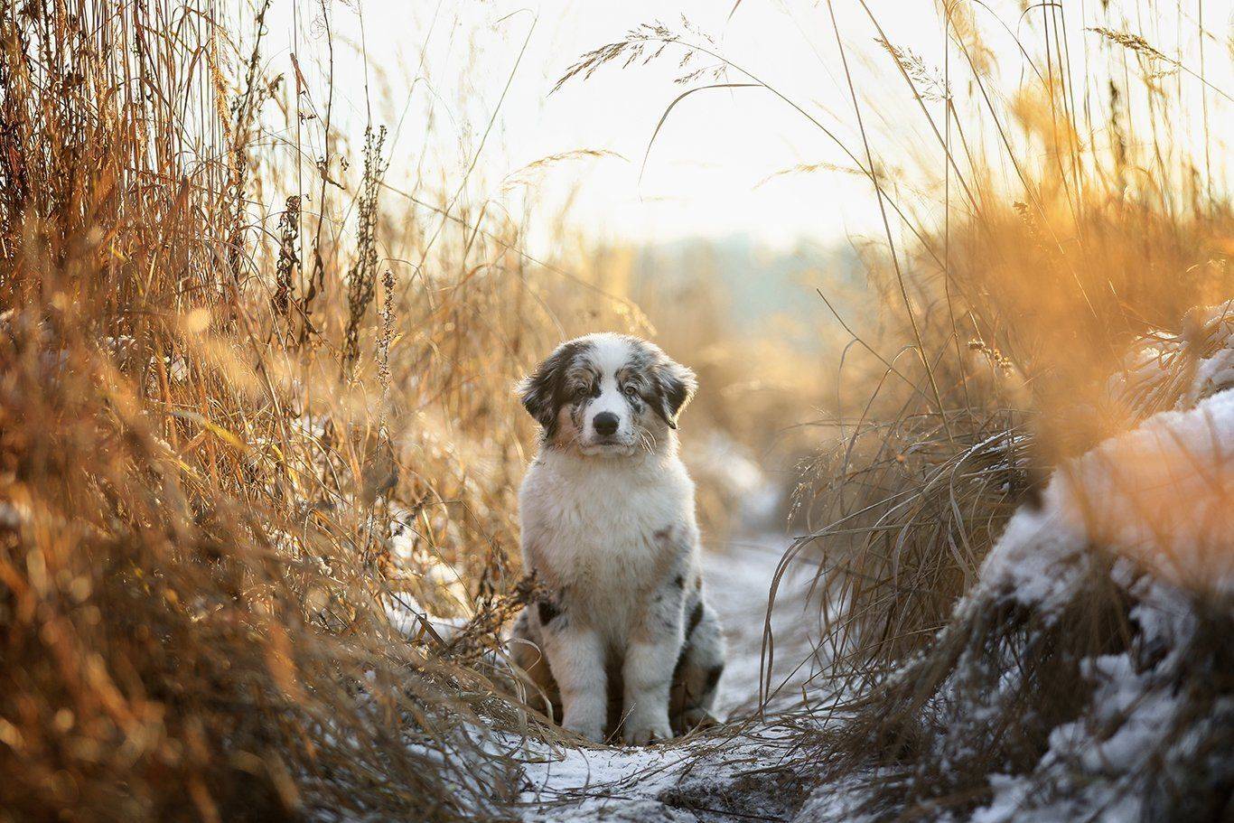 , Андрей Ершов