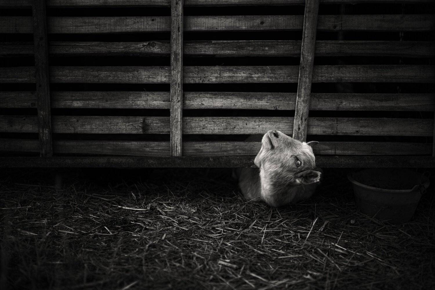 black and white , animal, yajun.hu