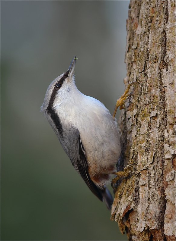 поползень Типичный представитель... фото превью