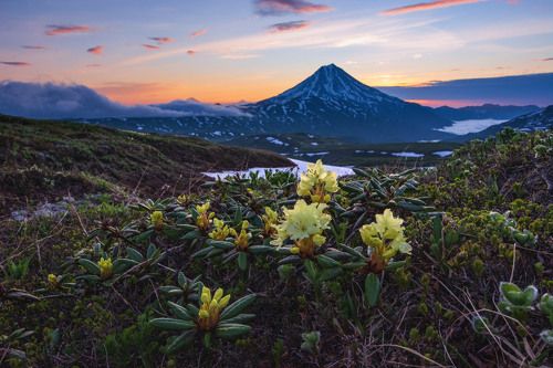 Вилючинские рододендроны