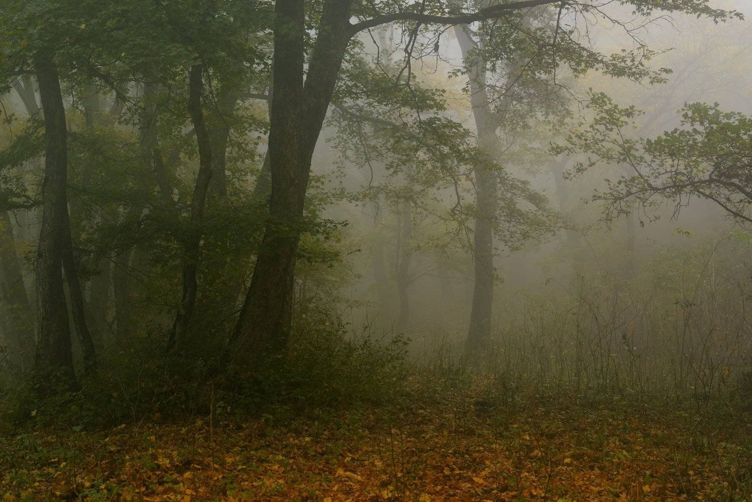 осень листва утро лес туман, Александр Жарников
