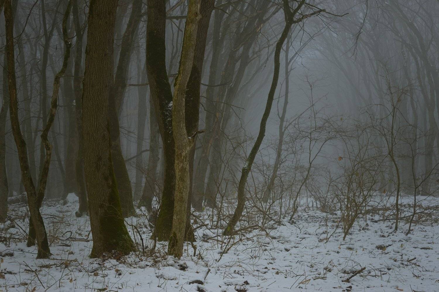 зима туман лес утро, Александр Жарников