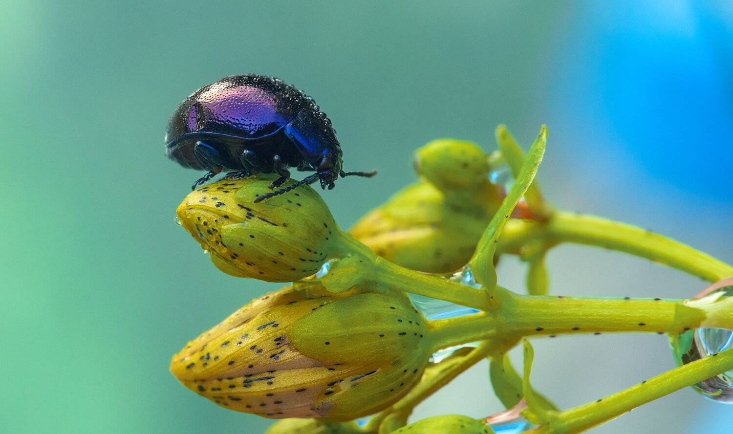 , Рут Андрей